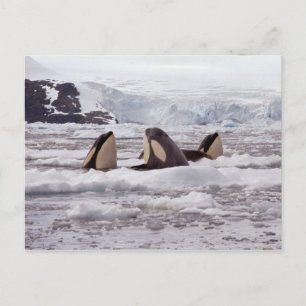 Carte postale Spyhoping Orcas