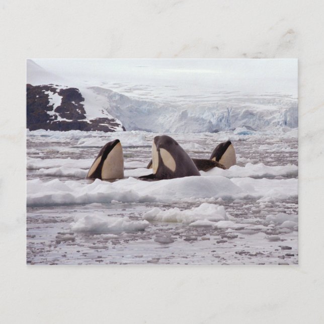 Carte postale Spyhoping Orcas (Devant)