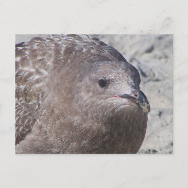 Carte Postale Squeaky (Devant)