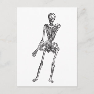Carte Postale Squelette