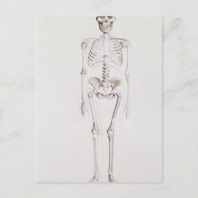 Carte Postale Squelette d'Australopithèque (Devant)