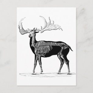 Carte Postale Squelette de cerf