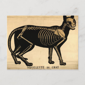 Carte Postale Squelette de chat vintage