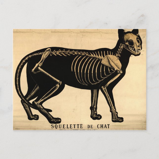 Carte Postale Squelette de chat vintage (Devant)