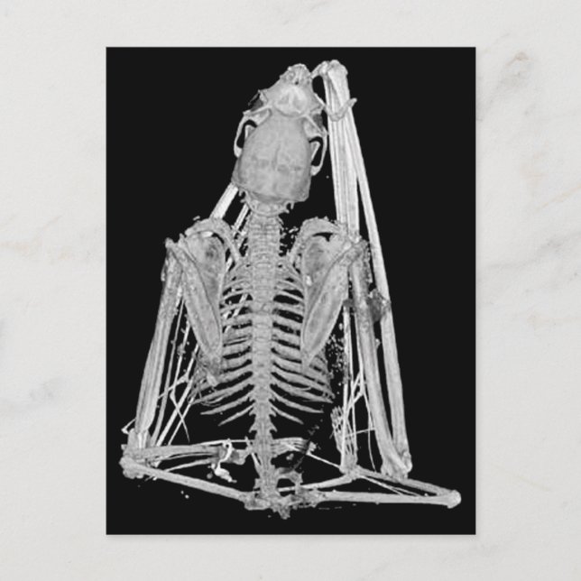 Carte Postale Squelette de chauve-souris gothique (Devant)