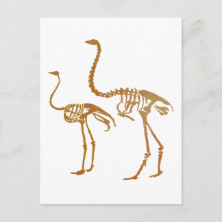 Carte Postale Squelette de Moa et d'autruche