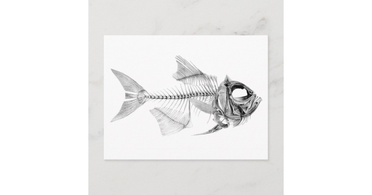 Carte Postale Squelette De Poisson Vintage Gravure Zazzle Fr