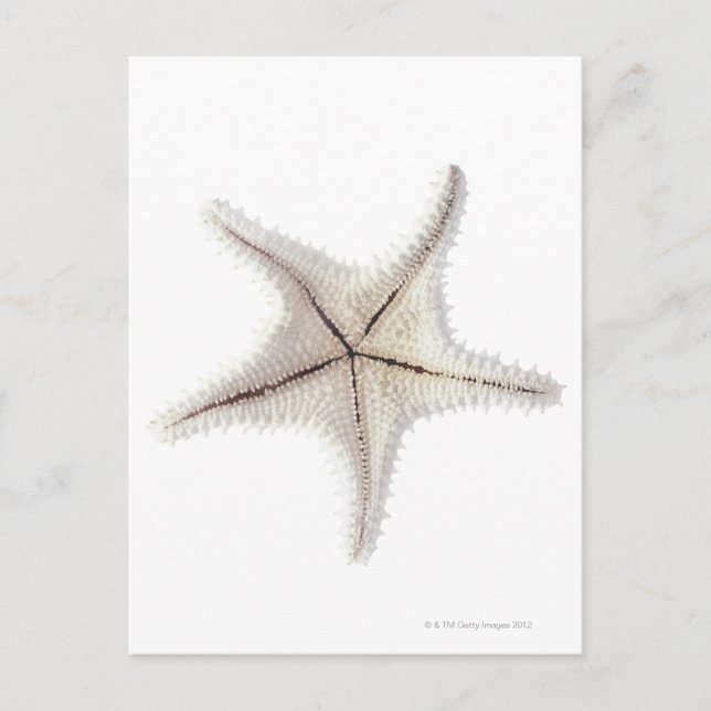 Carte Postale Squelette de Starfish, gros plan (Devant)