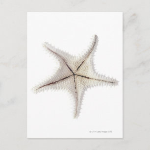 Carte Postale Squelette de Starfish, gros plan