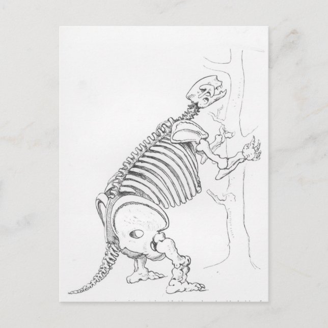 Carte Postale Squelette d'un Mylodon (Devant)