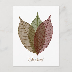 Carte Postale Squelette Feuille