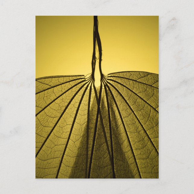 Carte Postale Squelette feuille (Devant)