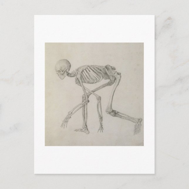 Carte Postale Squelette humain : Vue latérale dans la posture de (Devant)