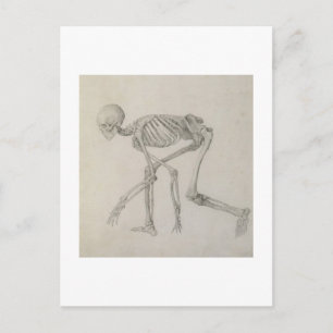 Carte Postale Squelette humain : Vue latérale dans la posture de