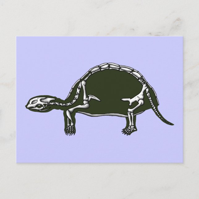 Carte Postale squelette tortue (Devant)