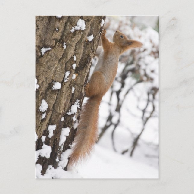 Carte Postale Squirrel On Tree (Devant)
