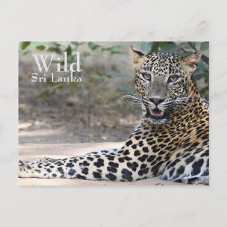 Carte Postale Sri Lanka Leopard