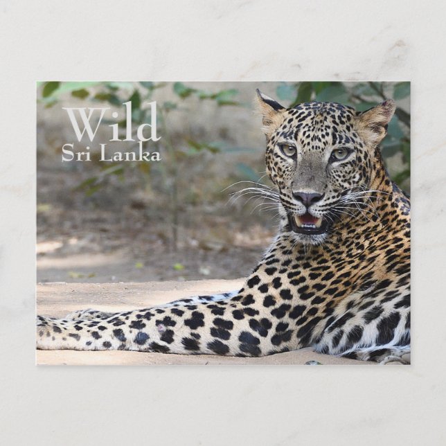 Carte Postale Sri Lanka Leopard (Devant)