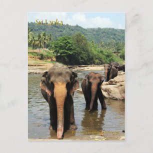 Carte Postale Sri Lanka, orphelinat d'éléphants de Pinnawala