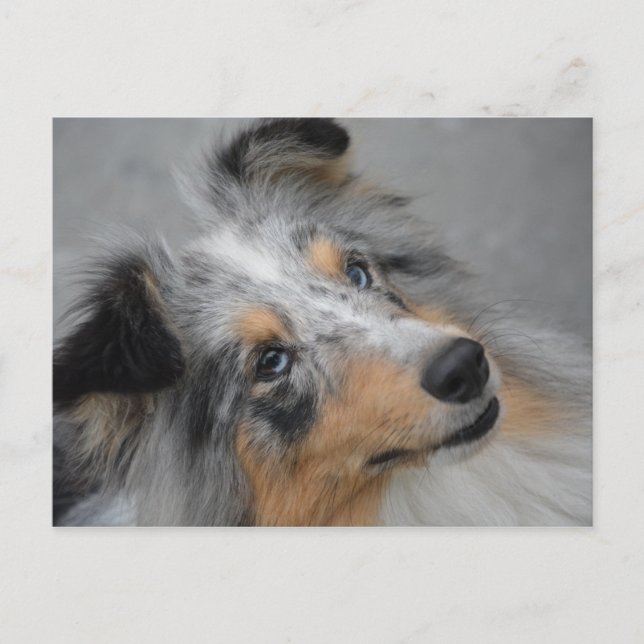 Carte postale SS Blue Merle White et Tan (Devant)