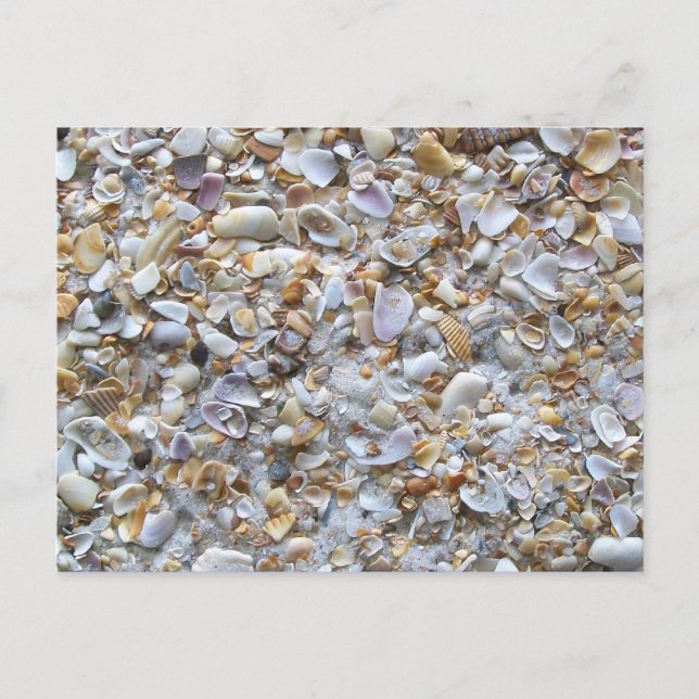 Carte Postale St Augustine Beach Sable et Coquillages minuscules (Devant)