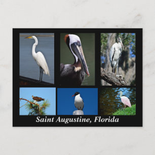 Carte Postale St. Augustine, Floride Oiseaux tropicaux