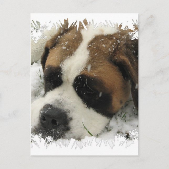Carte postale St Bernard Dog (Devant)