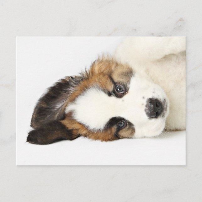 Carte Postale St. Bernard Puppy (Devant)