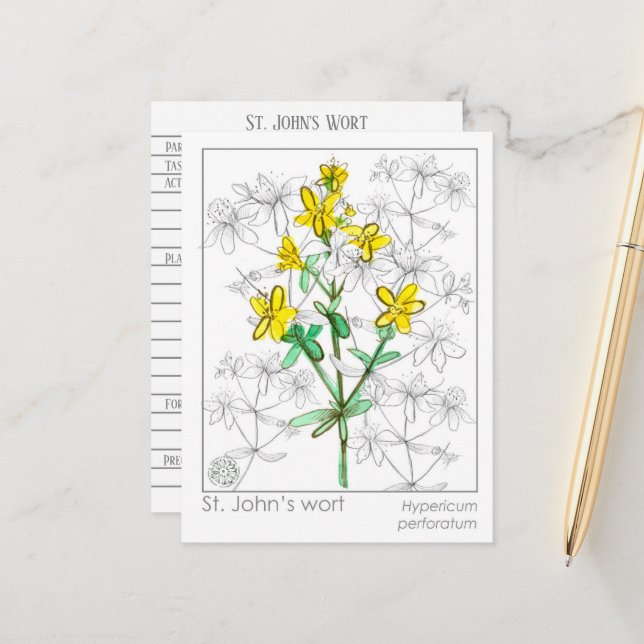 Carte Postale St. John's Wort Herb Materia Medica Cards Herbal (Devant/Arrière en situation)