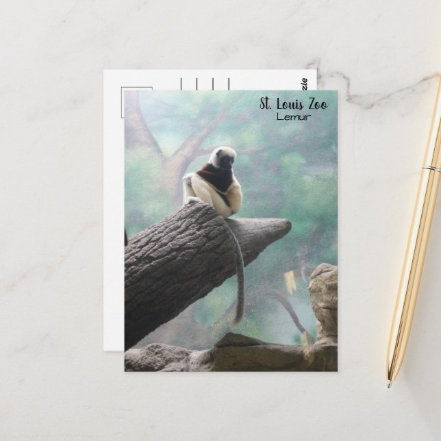 Carte postale St. Louis Zoo Lemur (Devant/Arrière en situation)