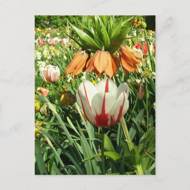 Carte Postale Stacey's Floral Design (Devant)