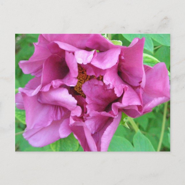 Carte Postale Stacey's Floral Design's (Devant)