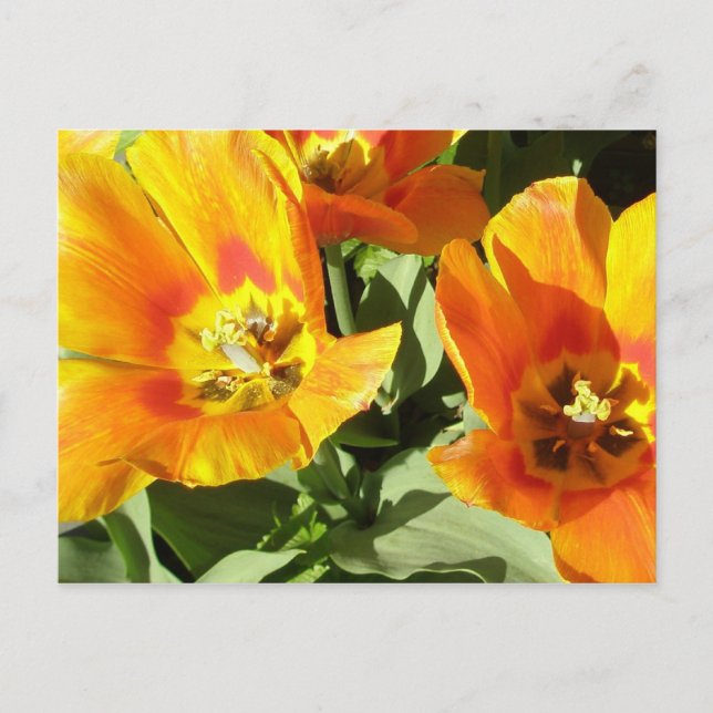 Carte Postale Stacey's Floral Design's (Devant)