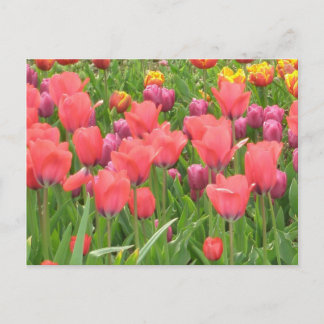 Carte Postale Stacey's Floral Design's