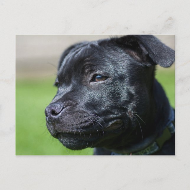 carte postale stafford shire bullrier (Devant)