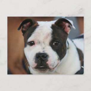 Carte postale Staffordshire Bull Terrier