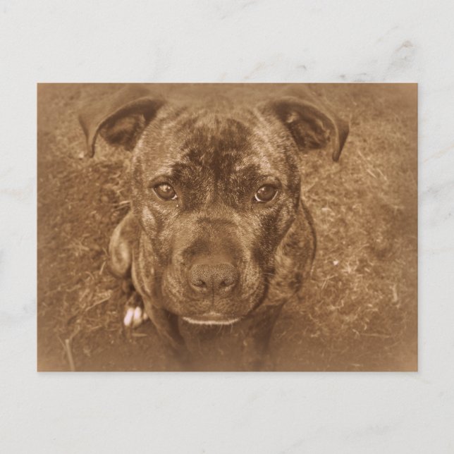 Carte Postale Staffordshire Bull Terrier (Devant)