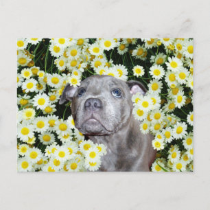 Carte Postale Staffordshire Bull Terrier Puppy Dans Les Fosses,