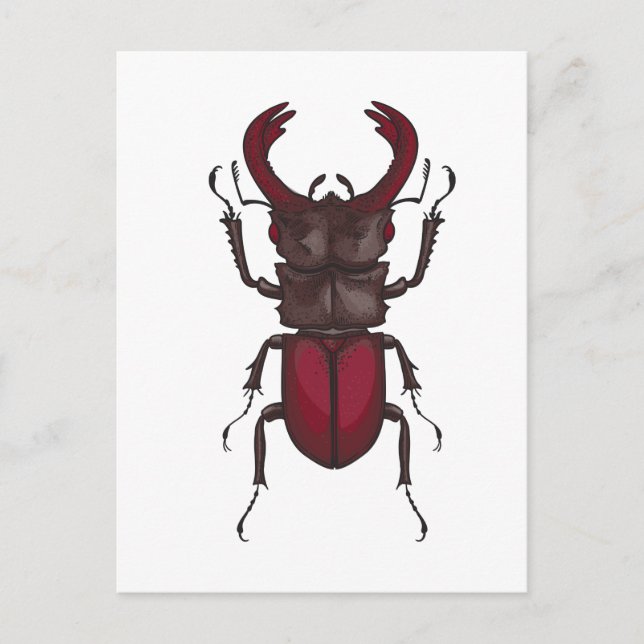 Carte Postale Stag beetle (Devant)