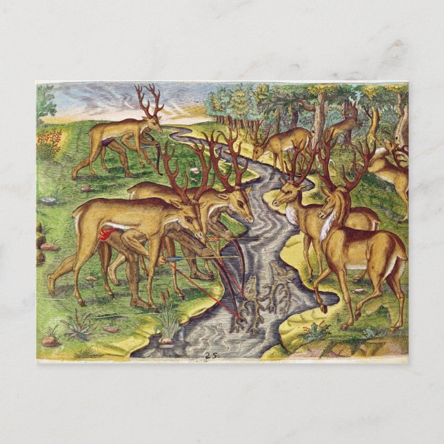 Carte Postale Stag Hunt, de 'Brevis Narratio' (Devant)