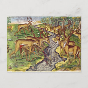 Carte Postale Stag Hunt, de 'Brevis Narratio'