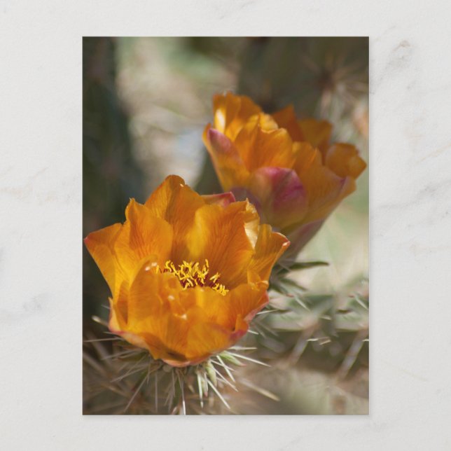 Carte postale Staghorn Cholla Cactus Blossoms (Devant)
