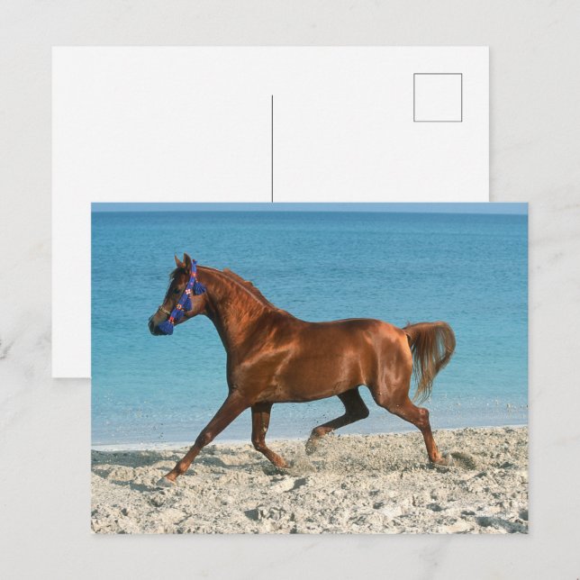 Carte Postale Staline arabe châtaignier courir sur la plage (Devant / Derrière)