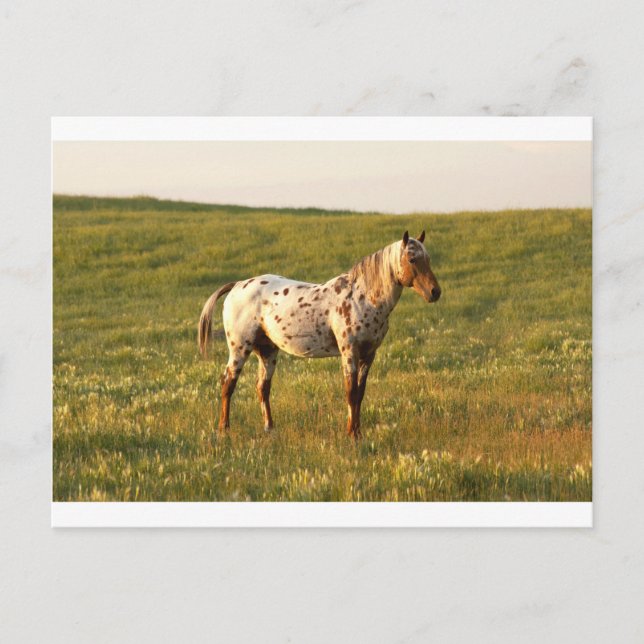Carte Postale Stallion à cheval tacheté (Devant)