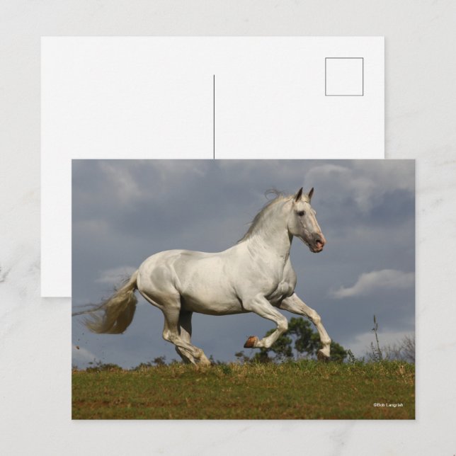 Carte Postale Stallion andalou gris contre le ciel (Devant / Derrière)