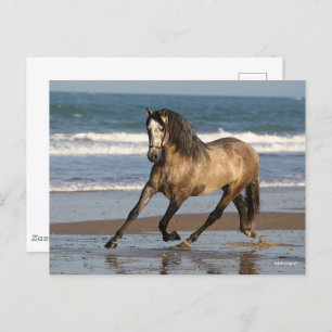Carte Postale Stallion Andalou Gris Dappé Sur La Plage