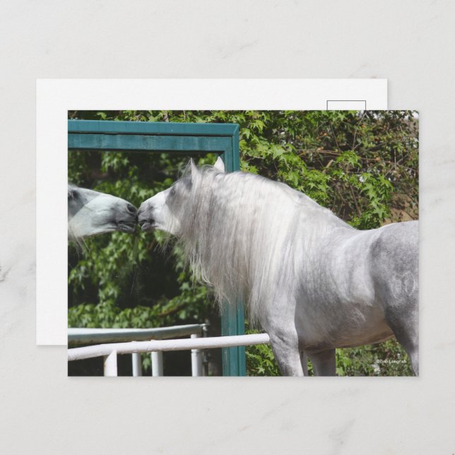 Carte Postale Stallion Andalou Gris Regardant En Miroir (Devant / Derrière)