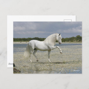 Carte Postale Stallion Andalou Gris Se Trouvant Dans Le Lac