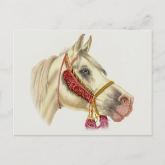 Carte Postale Stallion arabe