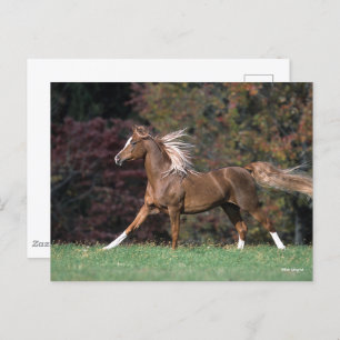 Carte Postale Stallion Arabe Courant Fluant Mane Et Queue